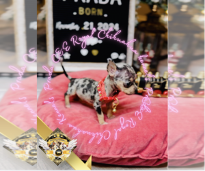 Chihuahua Puppy for sale in ATHENS, GA, USA