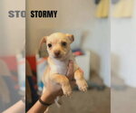 Small Chihuahua Mix