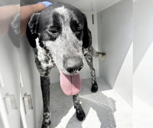 Bluetick Coonhound Dogs for adoption in Houston, TX, USA