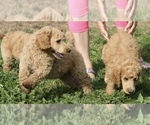 Small Photo #26 Poodle (Standard) Puppy For Sale in GARWOOD, TX, USA