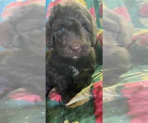 Medium Bernedoodle