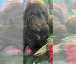 Puppy 7 Bernedoodle