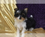 Small #4 Yorkshire Terrier