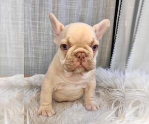 French Bulldog Puppy for sale in DANBURY, CT, USA