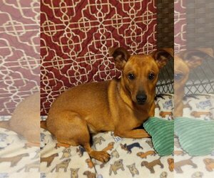 Mutt Dogs for adoption in Eastman, GA, USA