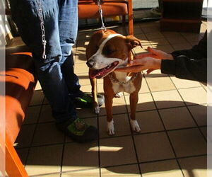 Plott Hound-Unknown Mix Dogs for adoption in Ocala, FL, USA