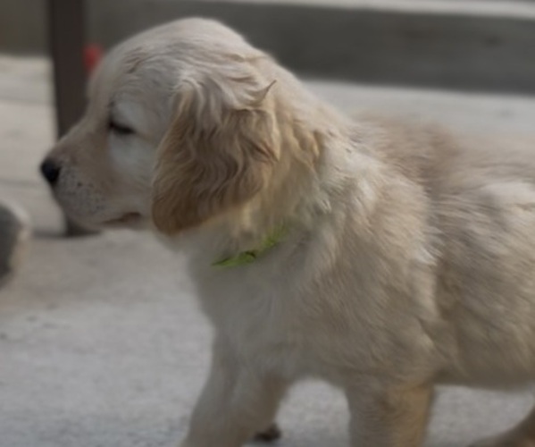 Medium Photo #1 Golden Retriever Puppy For Sale in COLORADO SPRINGS, CO, USA