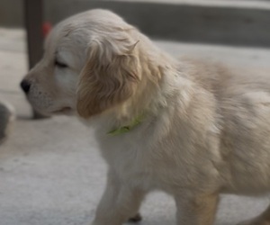 Golden Retriever Puppy for sale in COLORADO SPRINGS, CO, USA