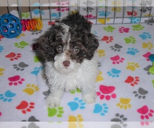 Poodle (Miniature) Puppy for sale in ORO VALLEY, AZ, USA