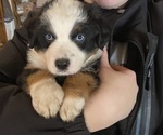 Puppy Puppy 2 Australian Shepherd