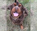 Small #6 Cavalier King Charles Spaniel