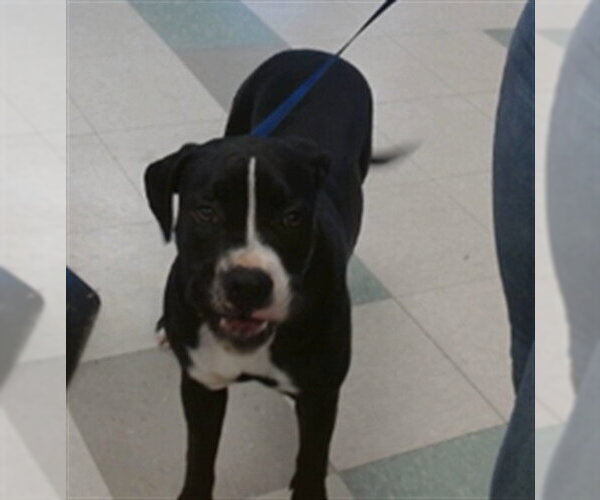 Medium Photo #1 Boxer Puppy For Sale in Oklahoma City, OK, USA