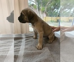 Small Photo #5 Cane Corso Puppy For Sale in CLEARWATER, FL, USA