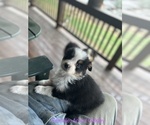 Small Photo #19 Australian Shepherd Puppy For Sale in MILLBORO, VA, USA