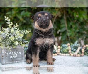 Medium German Shepherd Dog