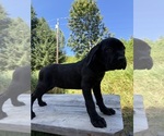 Small #3 Cane Corso