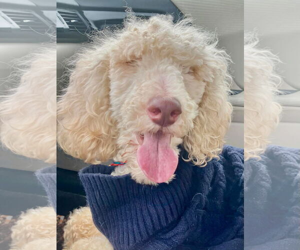 Medium Photo #2 Poodle (Standard)-Unknown Mix Puppy For Sale in Rockaway, NJ, USA