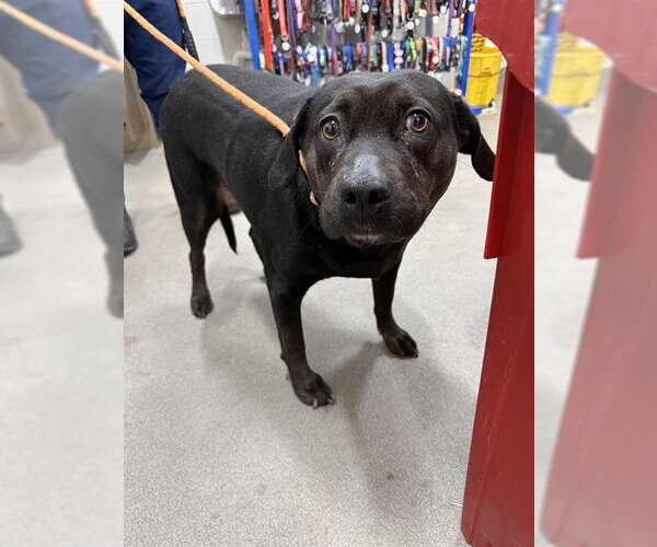 Medium Photo #1 Labrador Retriever-Unknown Mix Puppy For Sale in Forestville, MD, USA