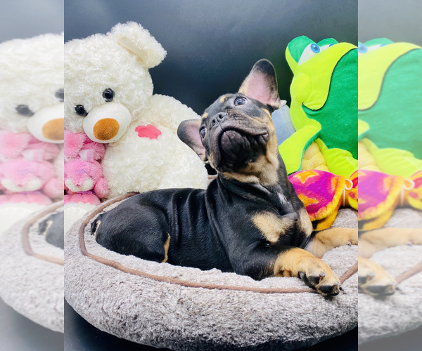 Medium Photo #8 French Bulldog Puppy For Sale in BELLVILLE, TX, USA