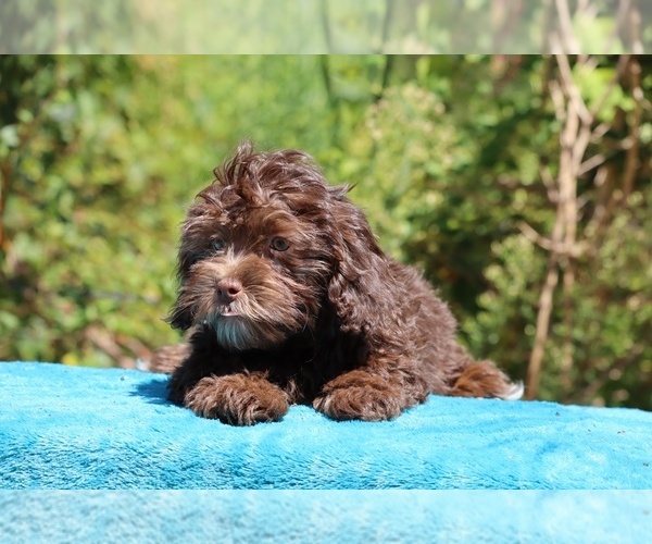 Medium Photo #8 ShihPoo Puppy For Sale in DYERSBURG, TN, USA