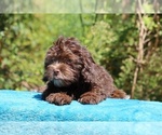 Small #7 ShihPoo