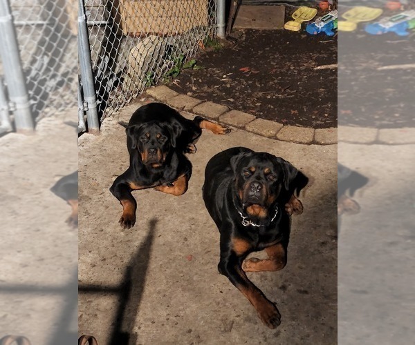 Medium Photo #14 Rottweiler Puppy For Sale in RACINE, WI, USA