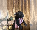 Small #4 American Bully