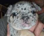 Small Photo #15 French Bulldog Puppy For Sale in FENTON, MO, USA