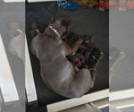Small #11 Cane Corso