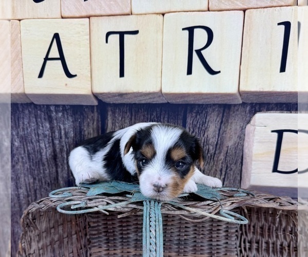 Medium Photo #30 Yorkshire Terrier Puppy For Sale in CASSVILLE, MO, USA