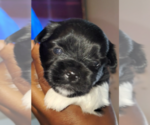 Small Photo #2 Pom-Shi-Shih Tzu Mix Puppy For Sale in SAINT LOUIS, MO, USA