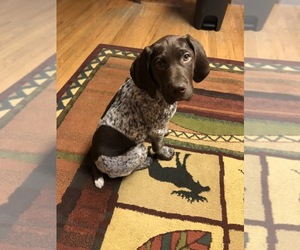German Shorthaired Pointer Puppy for sale in HICKSVILLE, OH, USA