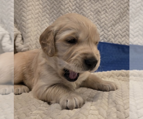 Medium Photo #8 Golden Retriever Puppy For Sale in HOQUIAM, WA, USA