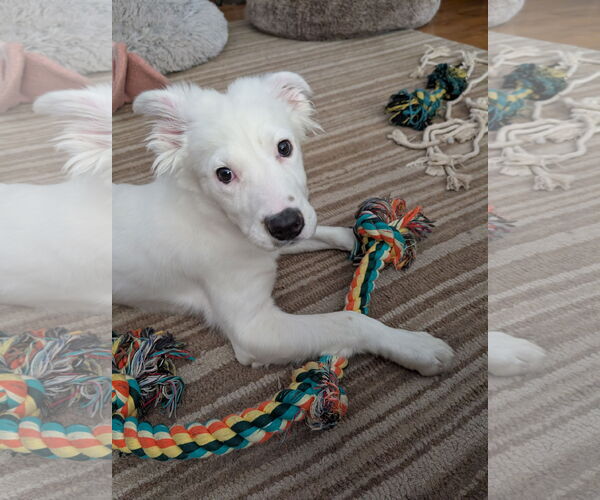 Medium Photo #1 Colonial Cocker Spaniel-Unknown Mix Puppy For Sale in Plainfield, IL, USA