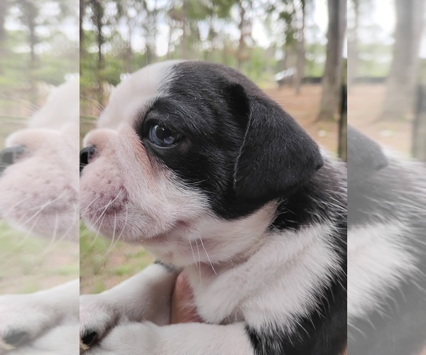 Medium Photo #3 Frenchie Pug Puppy For Sale in NEW WAVERLY, TX, USA