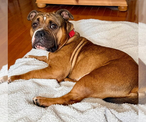Medium Photo #3 American Bulldog-Unknown Mix Puppy For Sale in Canton, CT, USA