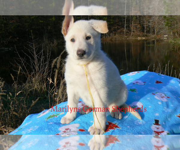 Medium Photo #4 German Shepherd Dog Puppy For Sale in PIEDMONT, MO, USA