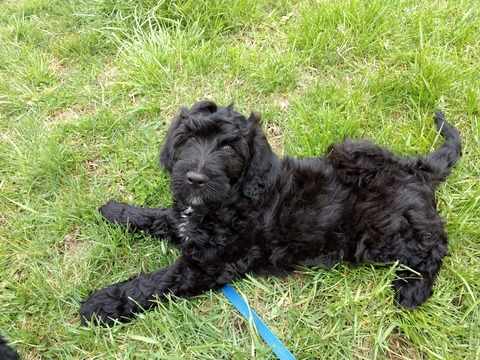 Medium Photo #1 Goldendoodle Puppy For Sale in CROSSVILLE, IL, USA