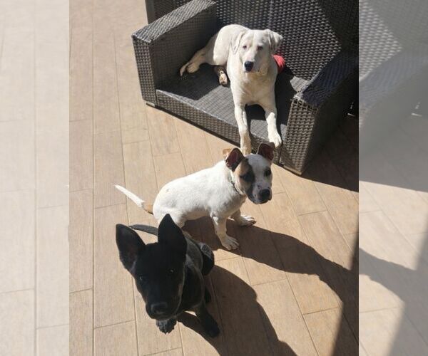 Medium Photo #4 Mutt Puppy For Sale in Woodbury, NY, USA