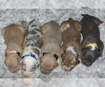 Small #7 American Bully