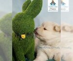 Small Photo #13 Pomeranian-Pomsky Mix Puppy For Sale in RAMSEY, MN, USA