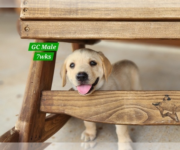 Medium Photo #8 Labrador Retriever Puppy For Sale in EDGEWOOD, TX, USA