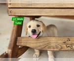 Small #7 Labrador Retriever