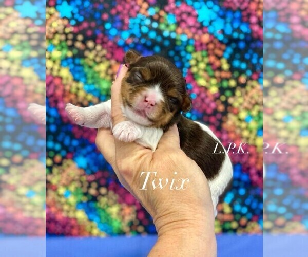 Medium Photo #1 Yorkshire Terrier Puppy For Sale in WINNSBORO, LA, USA