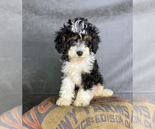 Medium Photo #1 Cavapoo (Miniature) Puppy For Sale in OCALA, FL, USA