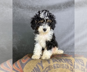 Cavapoo (Miniature) Puppy for sale in OCALA, FL, USA