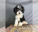 Small Cavapoo (Miniature)