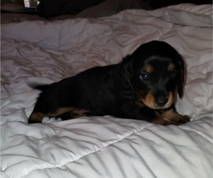 Dachshund Dogs for adoption in GILBERT, AZ, USA