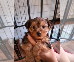 Yorkshire Terrier Puppy for sale in LOWELL, MA, USA