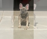 Small Photo #10 French Bulldog Puppy For Sale in SAN TAN VALLEY, AZ, USA
